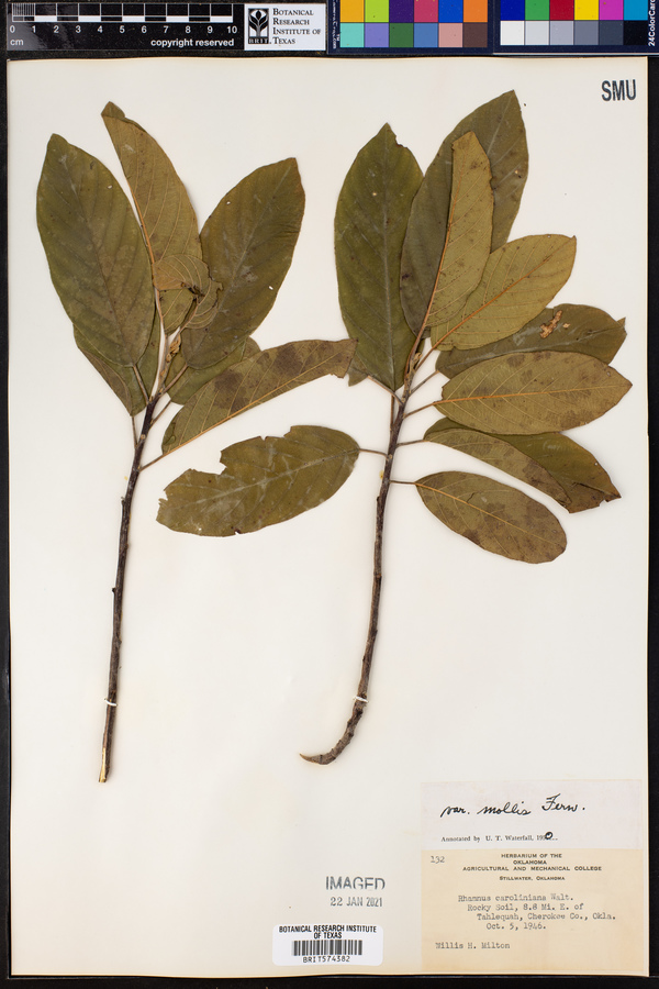 Rhamnus caroliniana var. mollis image