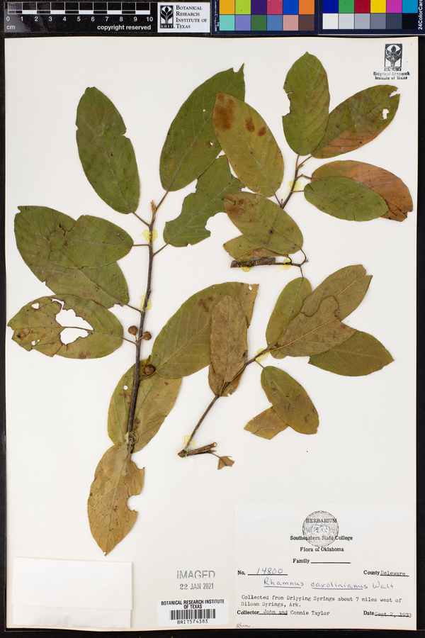 Rhamnus caroliniana image