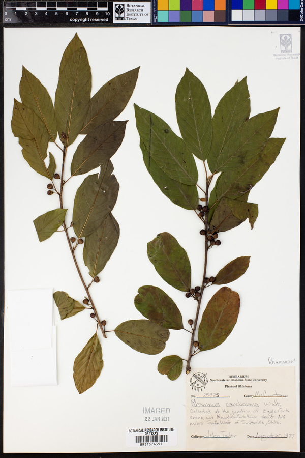 Rhamnus caroliniana image