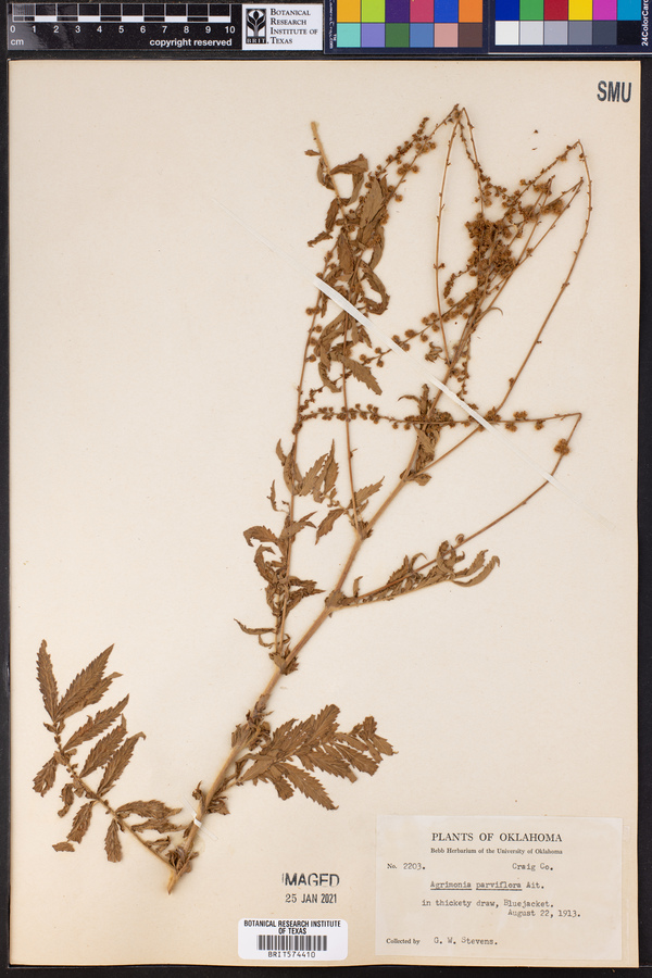 Agrimonia parviflora image