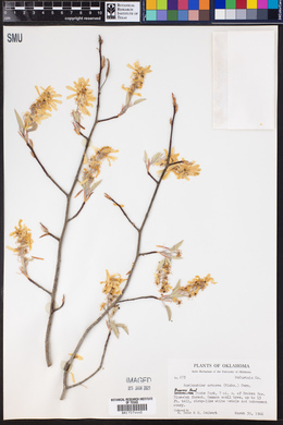 Amelanchier arborea image