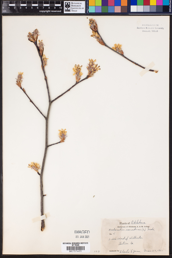 Amelanchier canadensis image