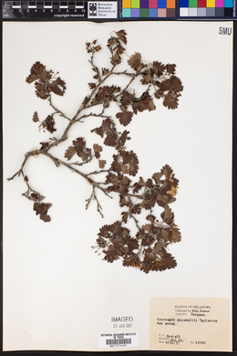 Crataegus marshallii image