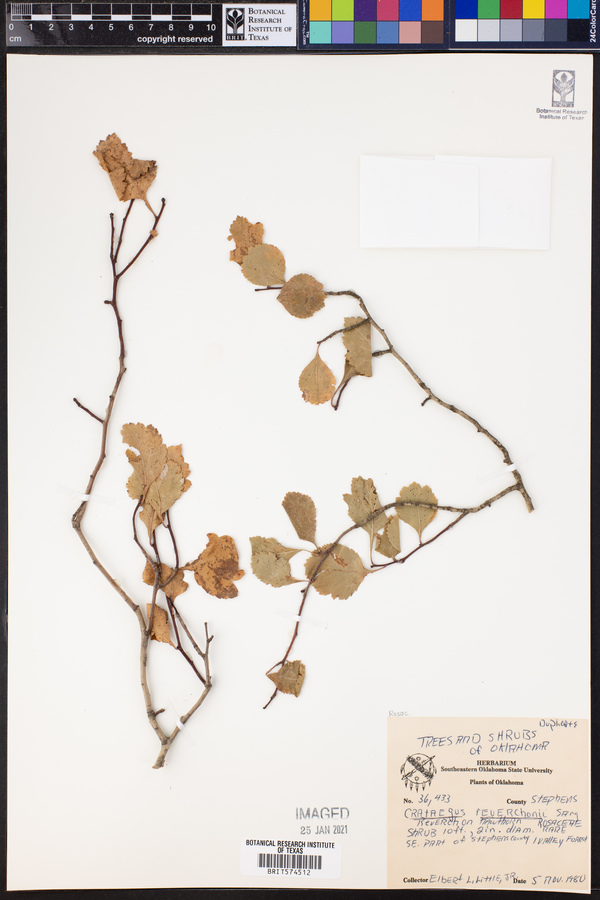 Crataegus reverchonii image