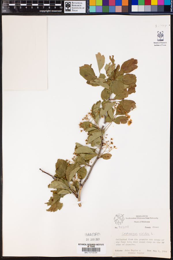 Crataegus viridis image