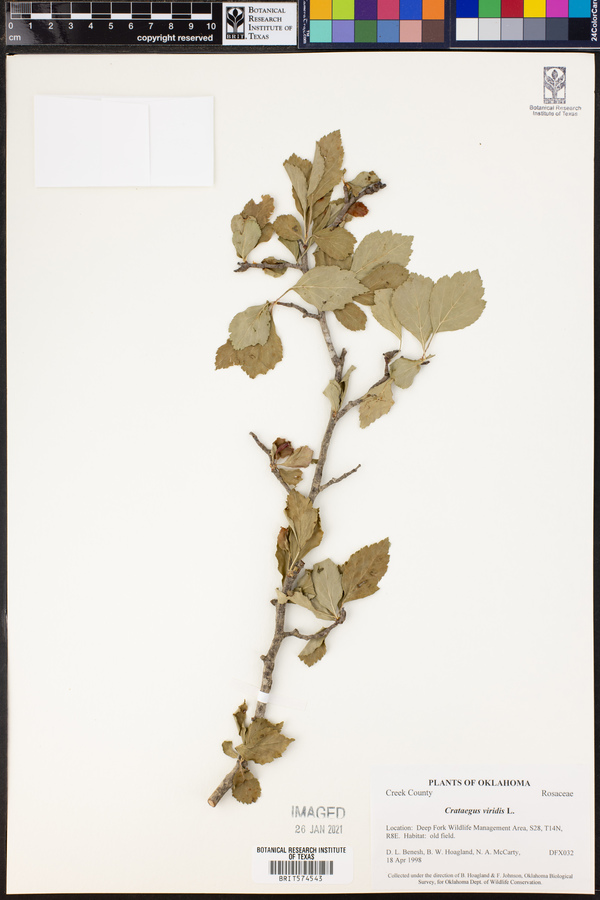Crataegus viridis image
