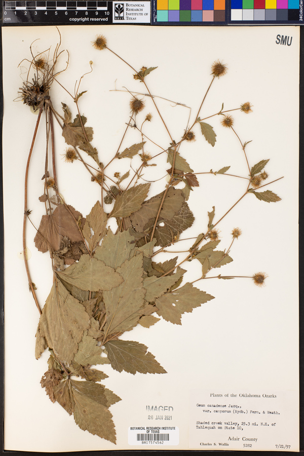 Geum canadense image
