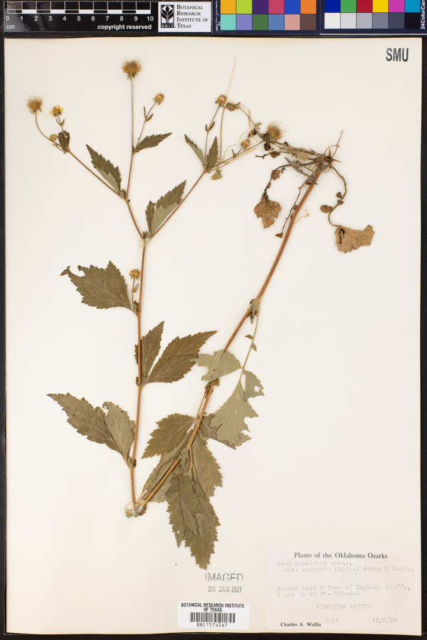 Geum canadense var. camporum image