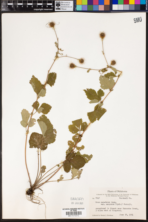 Geum canadense image