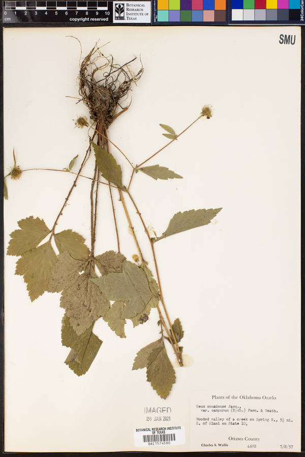 Geum canadense var. camporum image