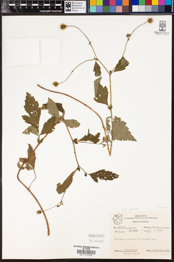 Geum vernum image
