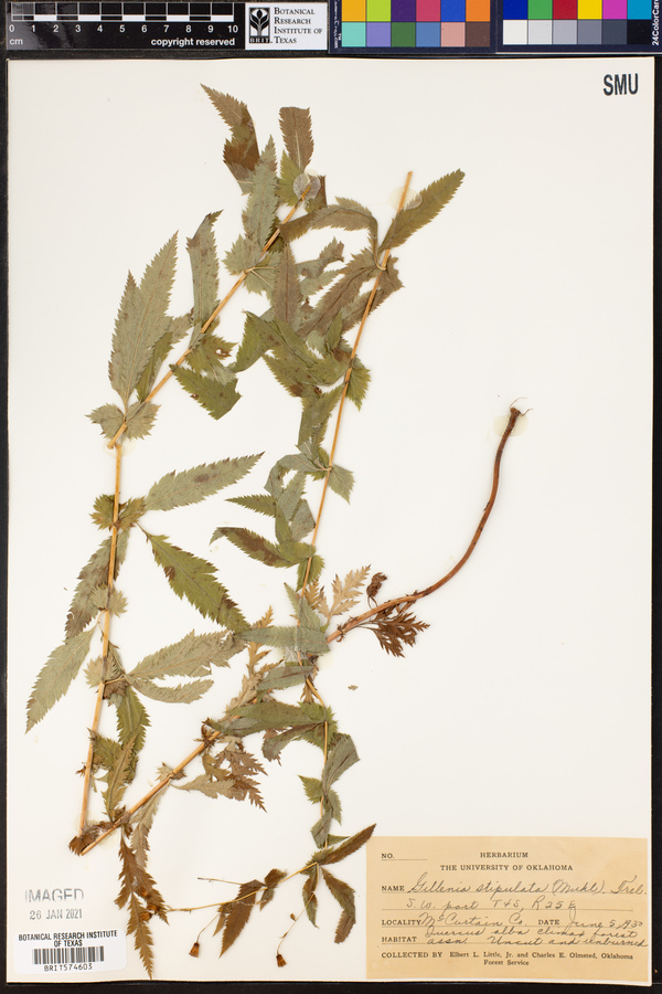 Gillenia stipulata image