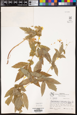 Porteranthus stipulatus image