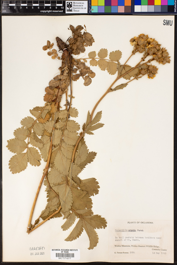 Potentilla arguta image