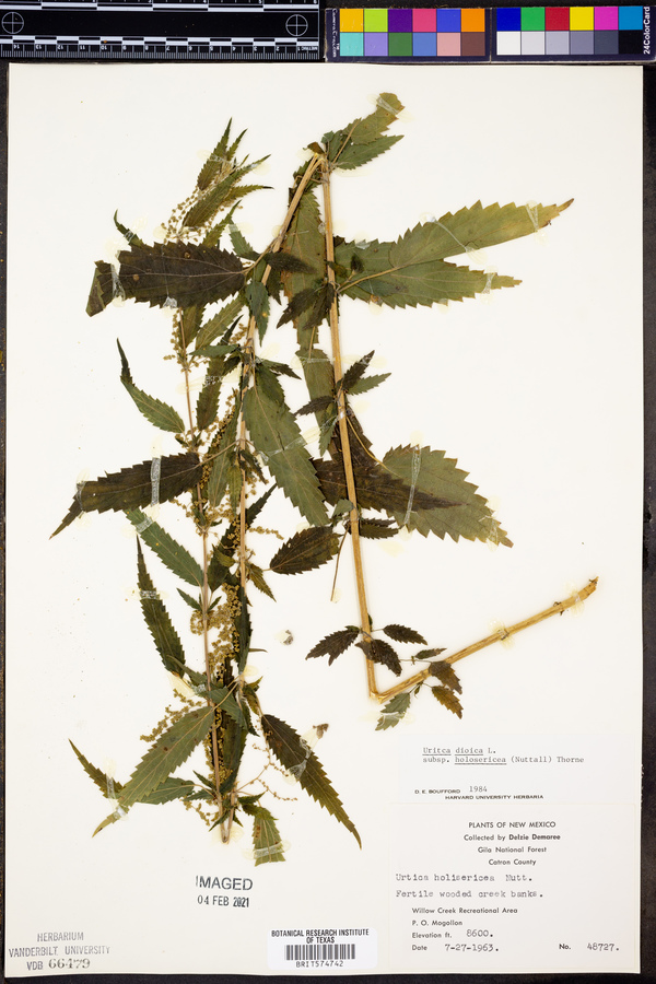 Crataegus viridis image