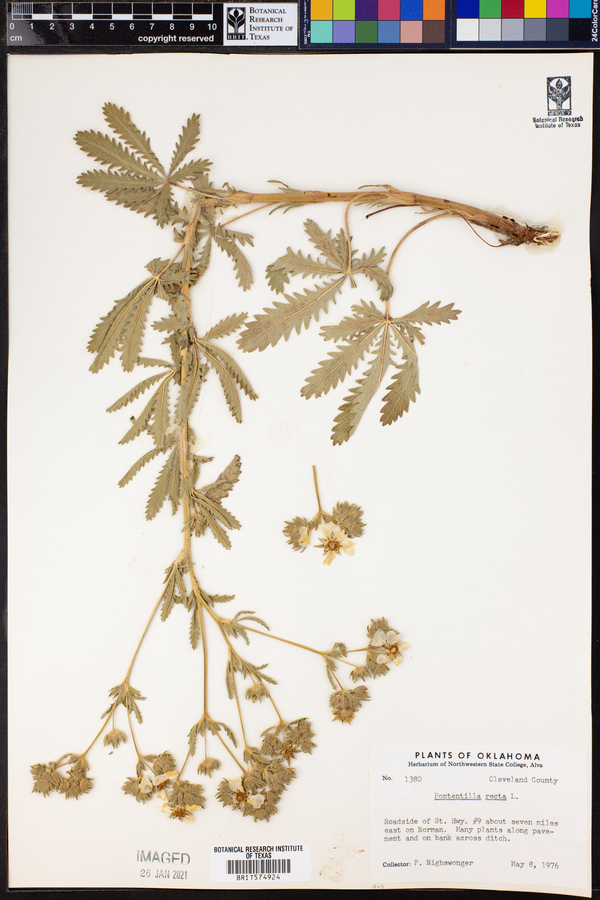 Potentilla recta image