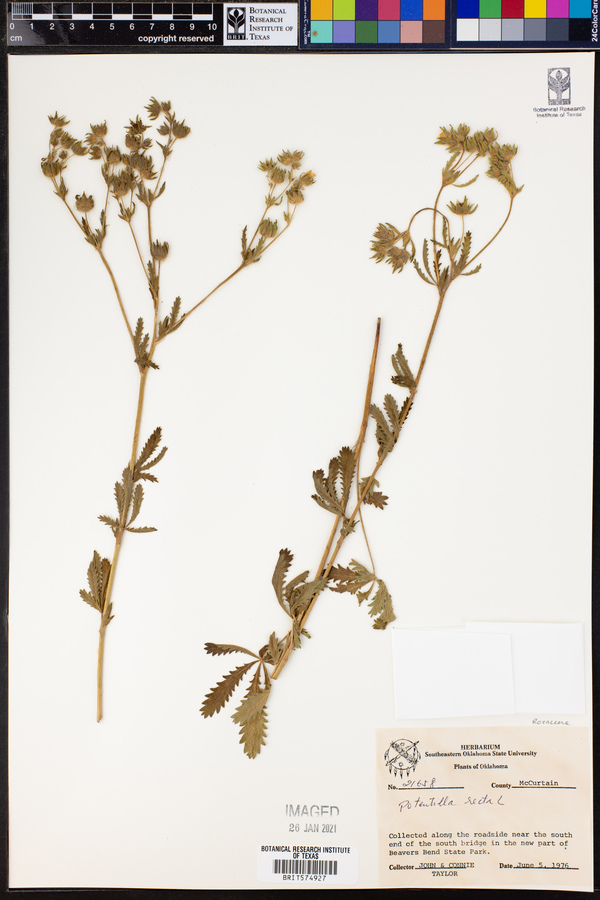 Potentilla recta image