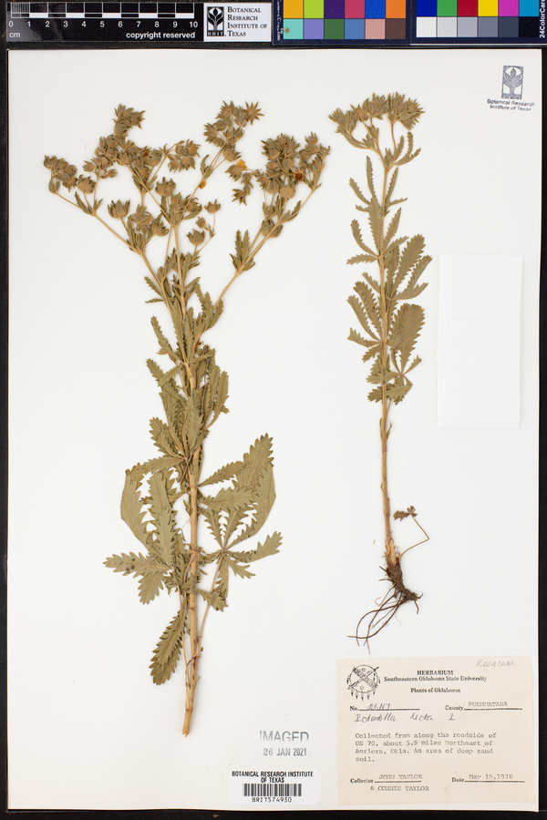 Potentilla recta image