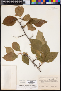 Prunus americana var. lanata image