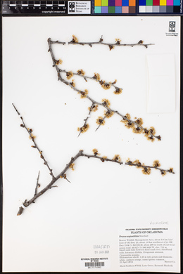 Prunus angustifolia image