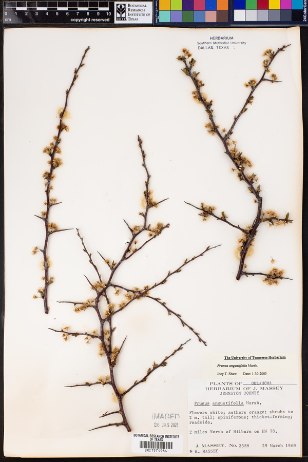 Prunus angustifolia image