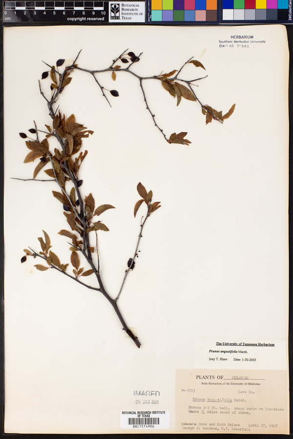 Prunus angustifolia image