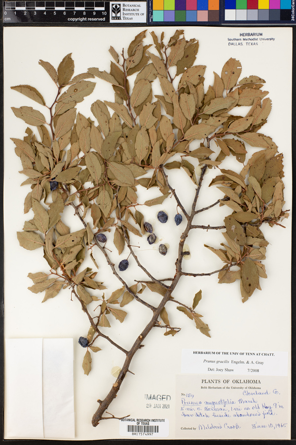 Prunus gracilis image
