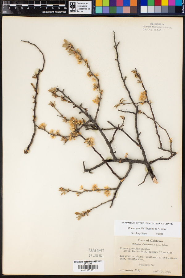 Prunus gracilis image