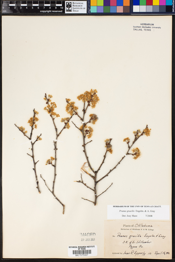 Prunus gracilis image