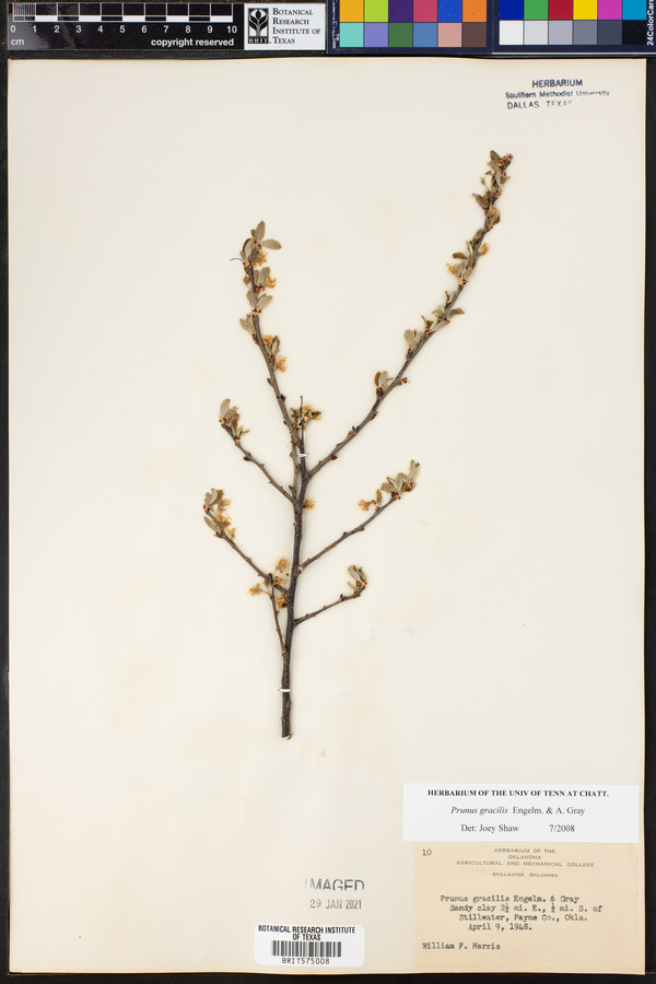 Prunus gracilis image