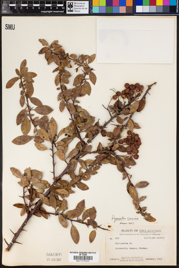 Pyracantha coccinea image