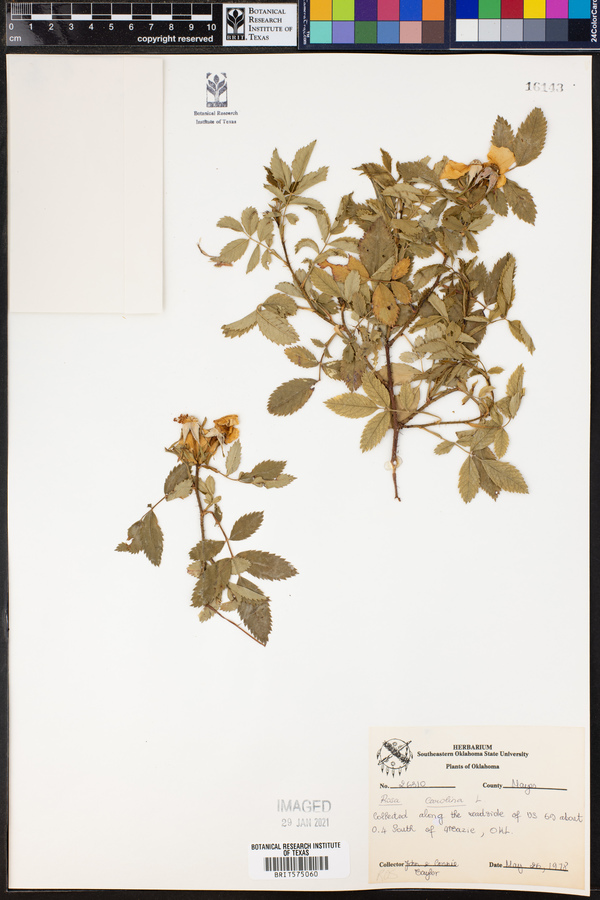 Rosa carolina image
