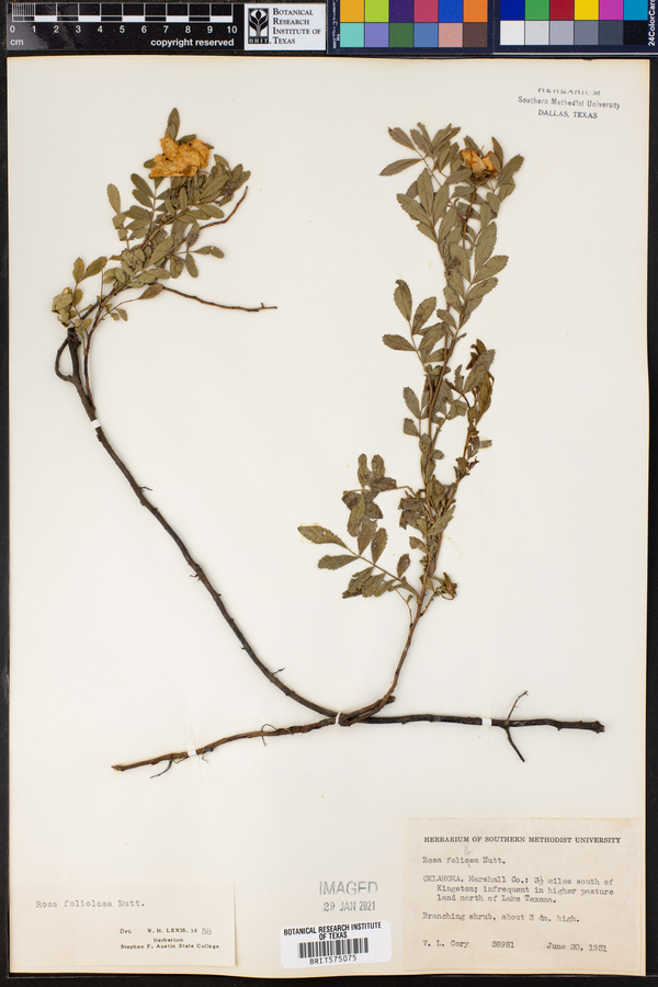 Rosa foliolosa image