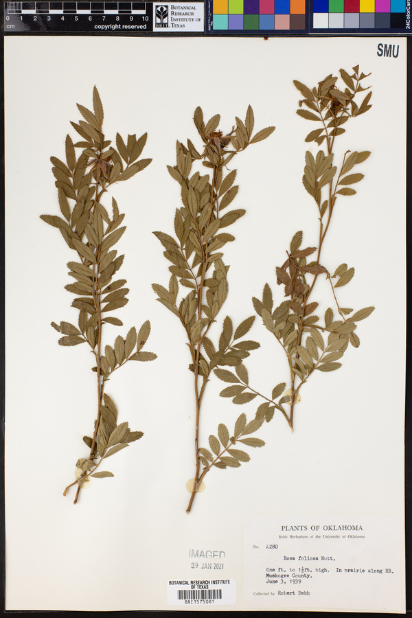 Rosa foliolosa image