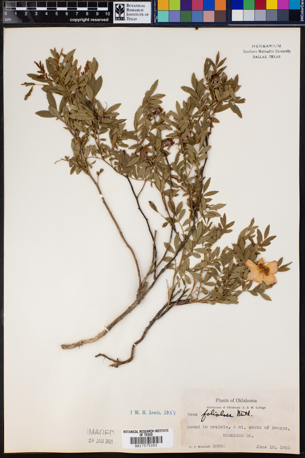 Rosa foliolosa image