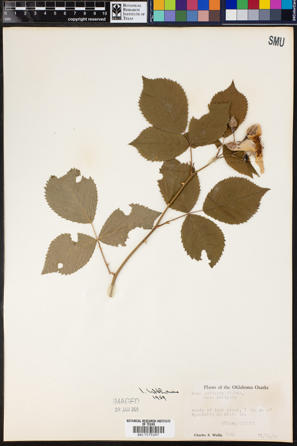 Rosa setigera var. setigera image