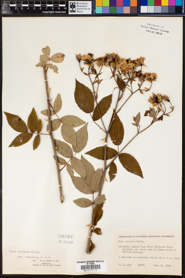 Rosa setigera image