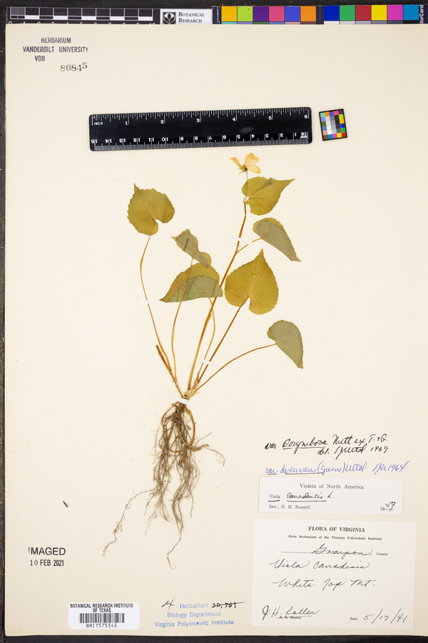 Viola canadensis var. corymbosa image