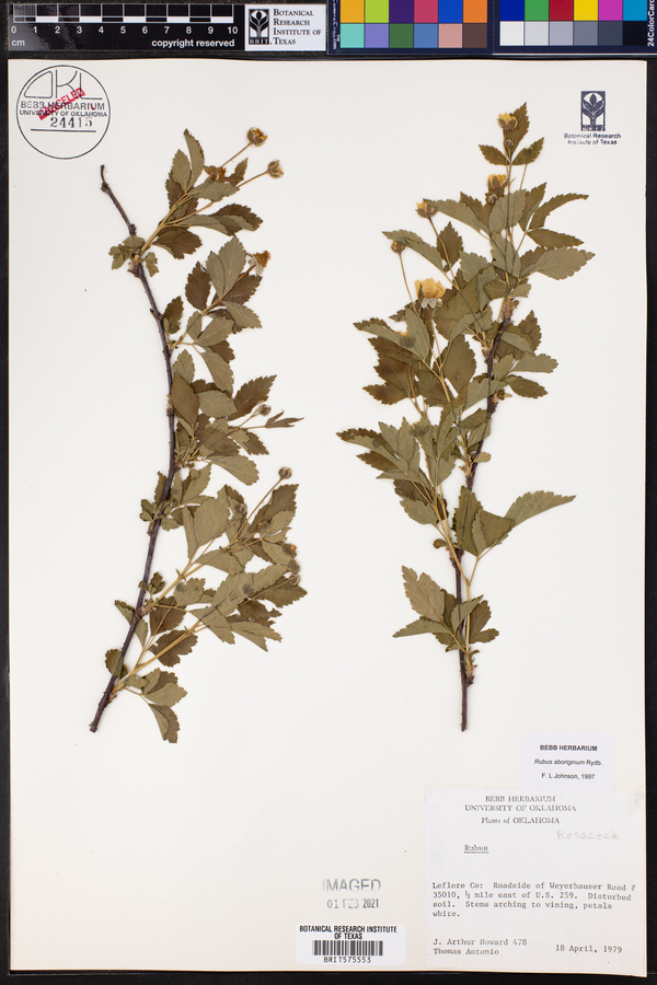 Rubus aboriginum image