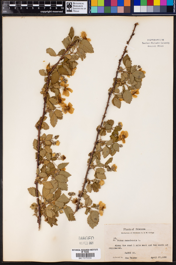 Rubus canadensis image