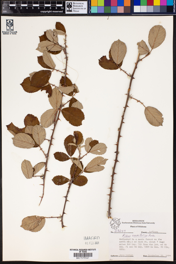 Rubus cuneifolius image