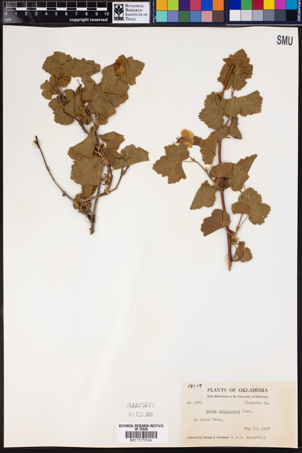 Rubus deliciosus image