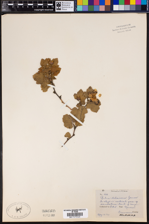 Rubus deliciosus image