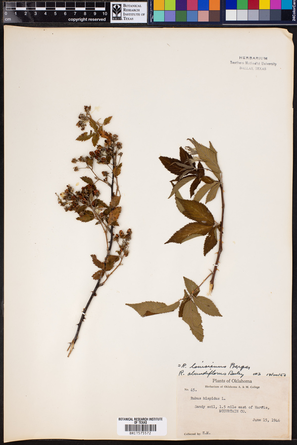 Rubus argutus image