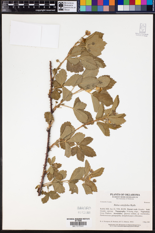 Rubus ostryifolius image