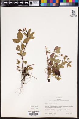 Rubus trivialis image