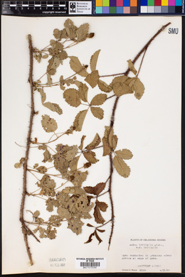 Rubus trivialis var. trivialis image