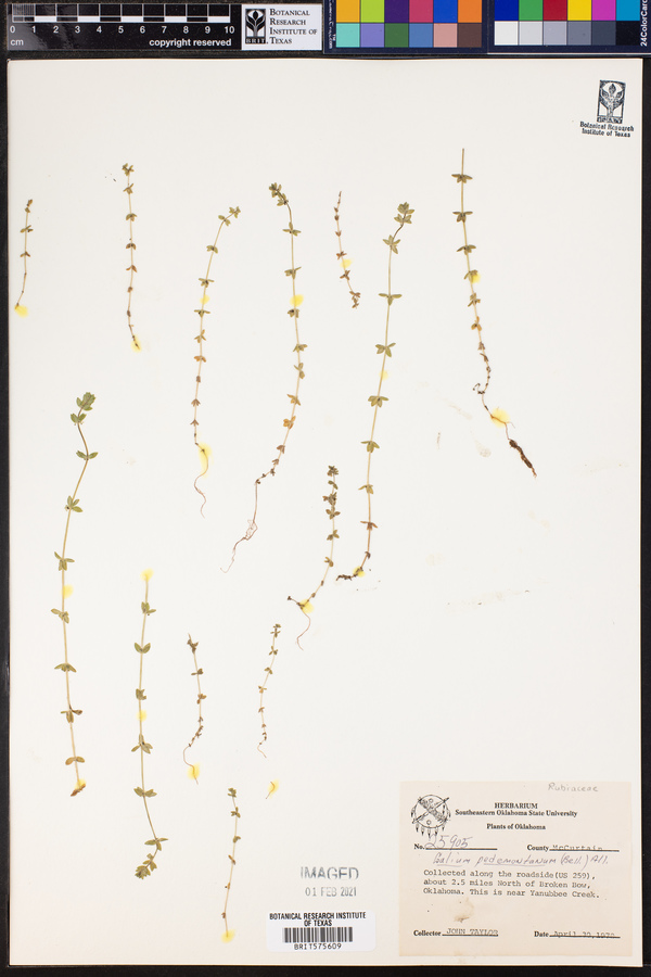 Galium pedemontanum image