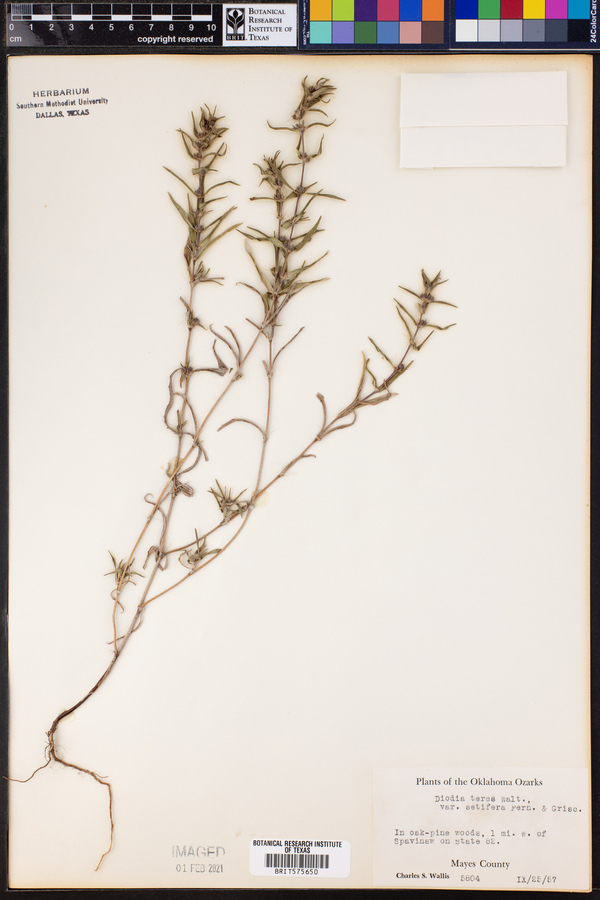 Diodia teres var. teres image