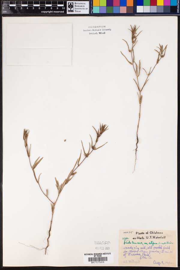 Diodia teres var. teres image
